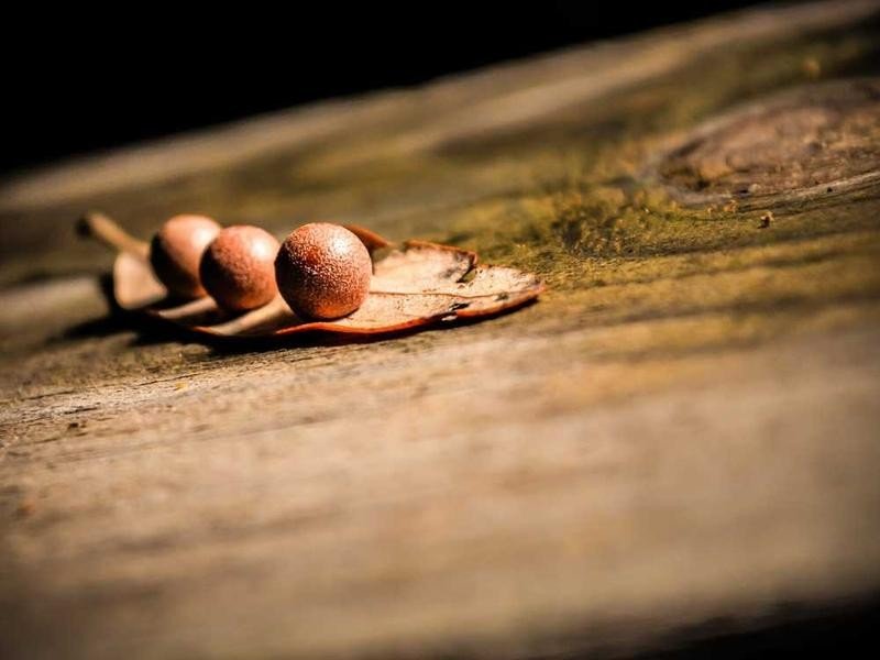 Nature - property_1756221299565_v6qa741boy.jpg